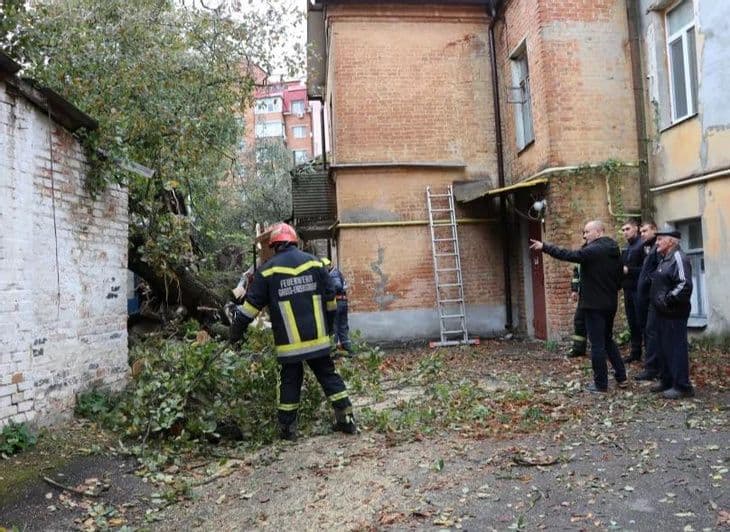 На ліквідацію одного аварійного дерева в Полтаві планують витрачати близько 20 тисяч гривень