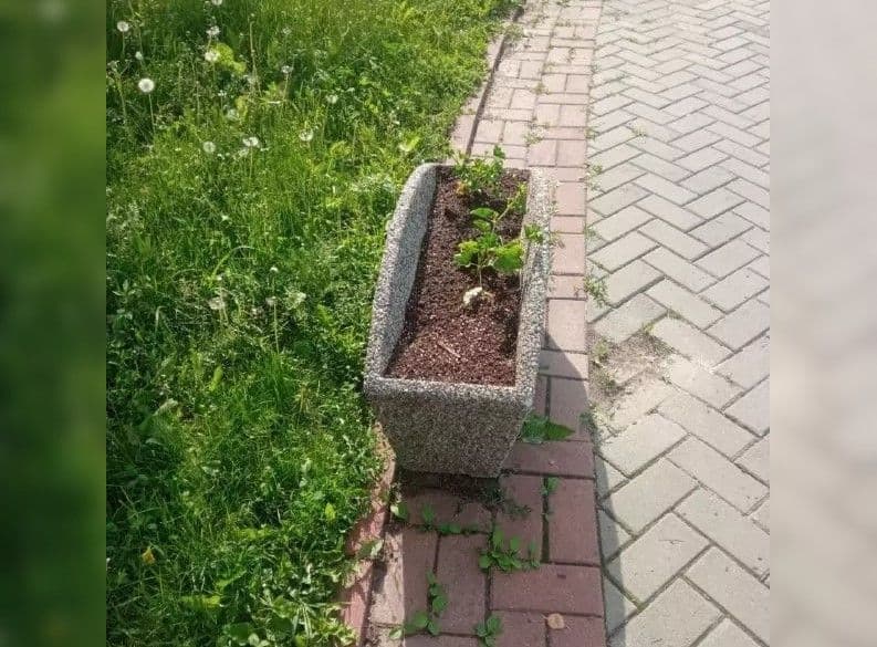 Куди полтавцям повідомляти про крадіжки квітів з клумб міста