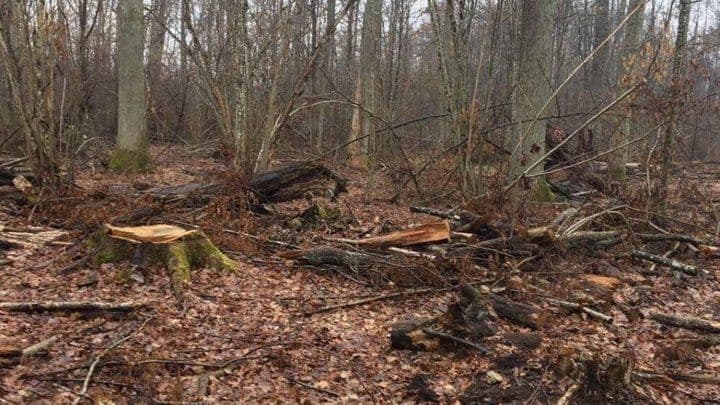 За півроку браконьєри на Полтавщині завдали збитків майже на 46 мільйонів грн