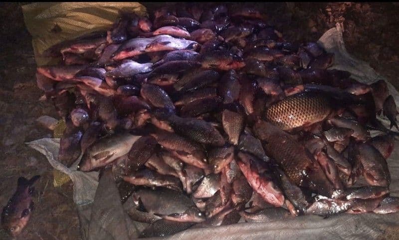 На Полтавщині браконьєри наловили риби на понад півмільйона гривень