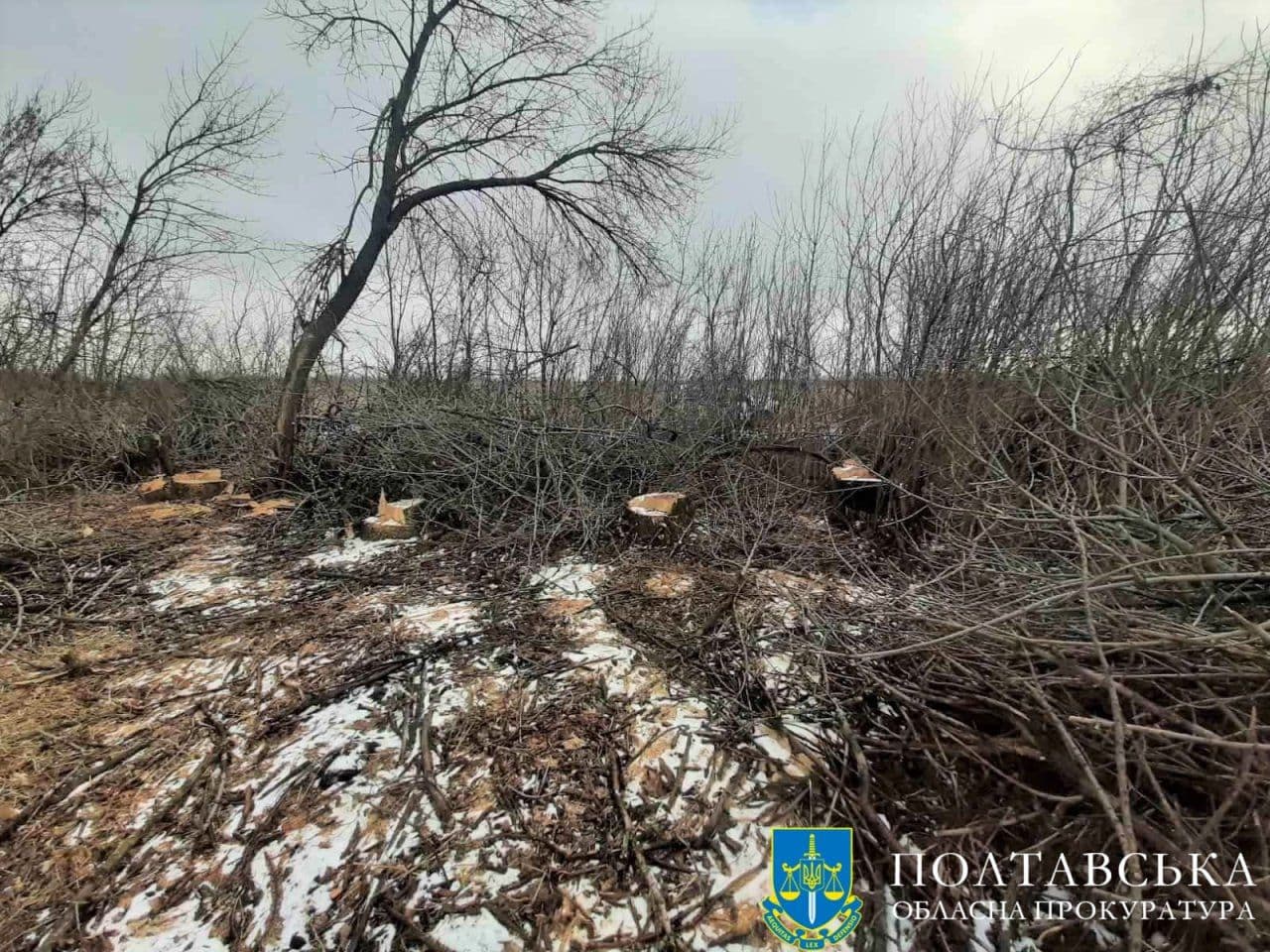 Спиляв ясенів на понад пів мільйона — чоловіку з Полтавщини вручили підозру