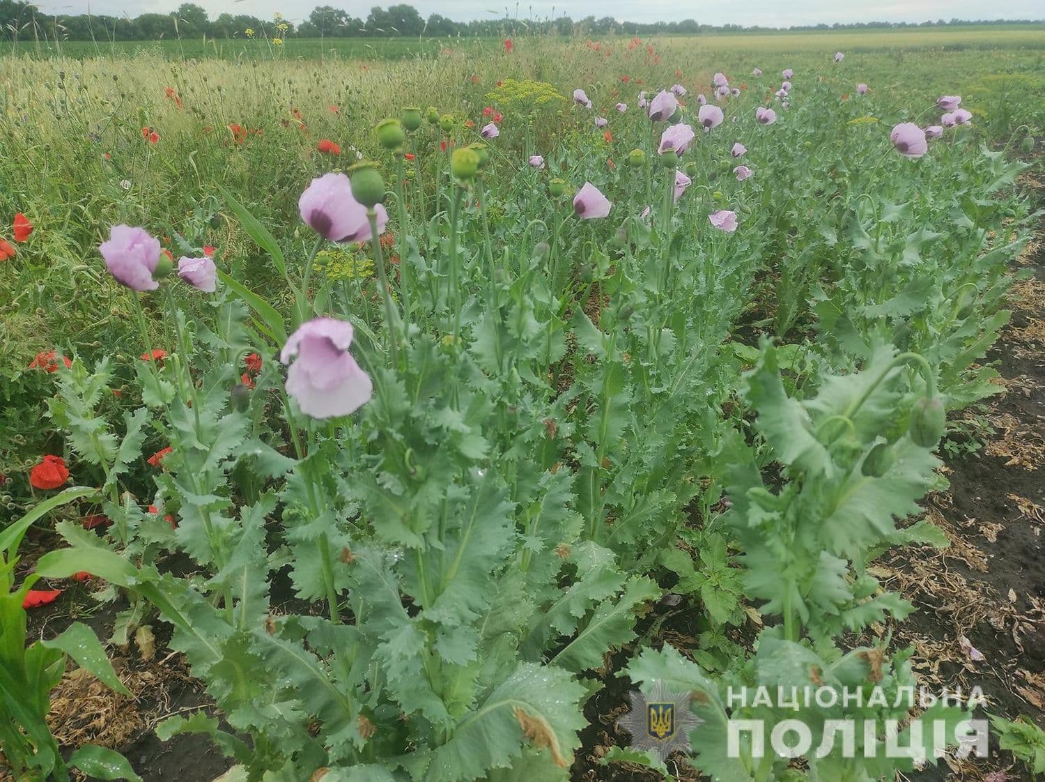 На Миргородщині жінка на власній ділянці незаконно вирощувала снотворний мак