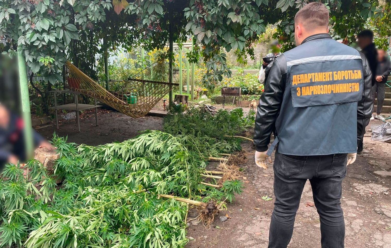 На подвір'ї полтавця знайшли грядку з коноплями та пів кілограма канабісу