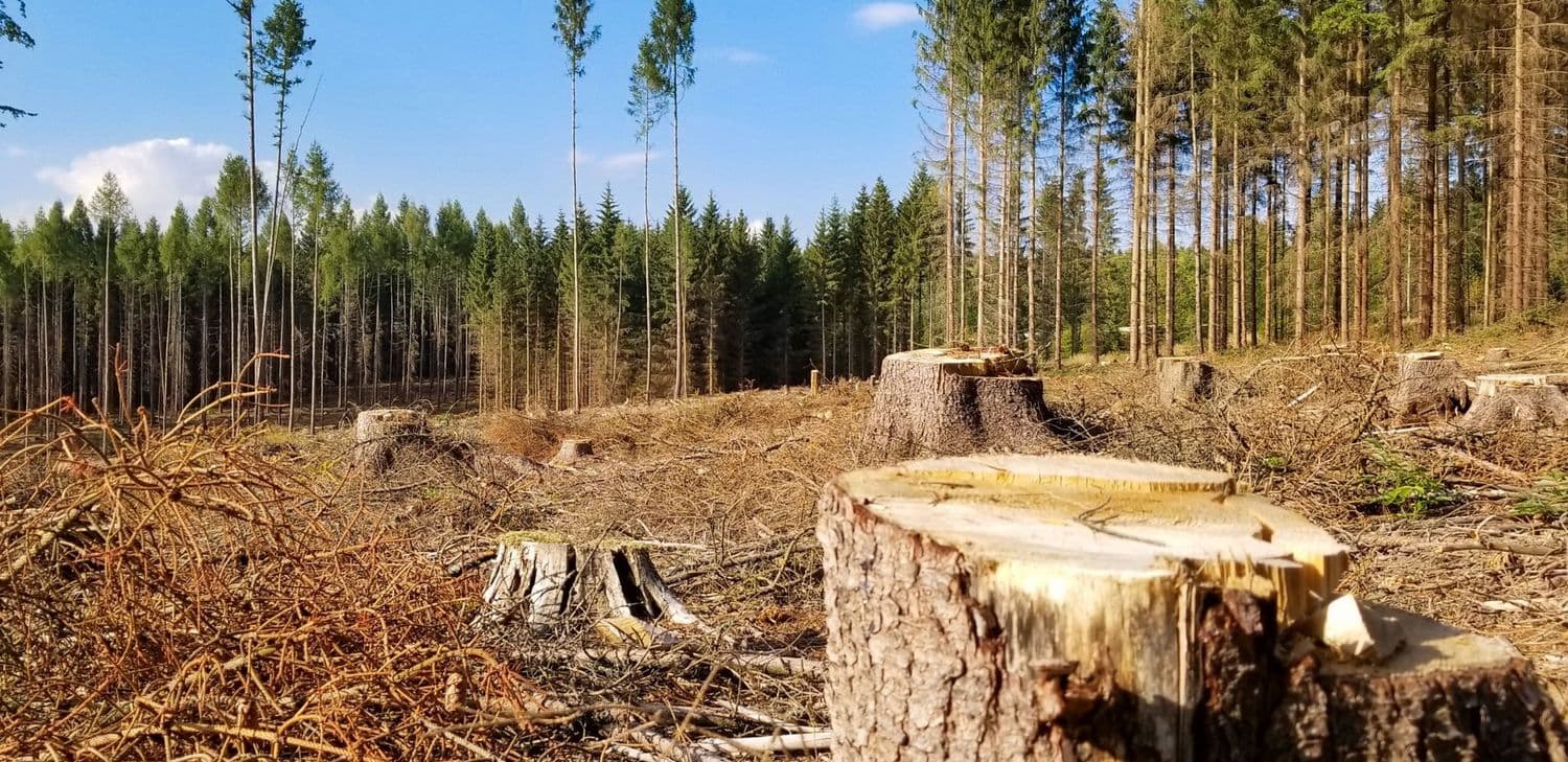 На Полтавщині незаконно зрубали дерева на 2 мільйони гривень