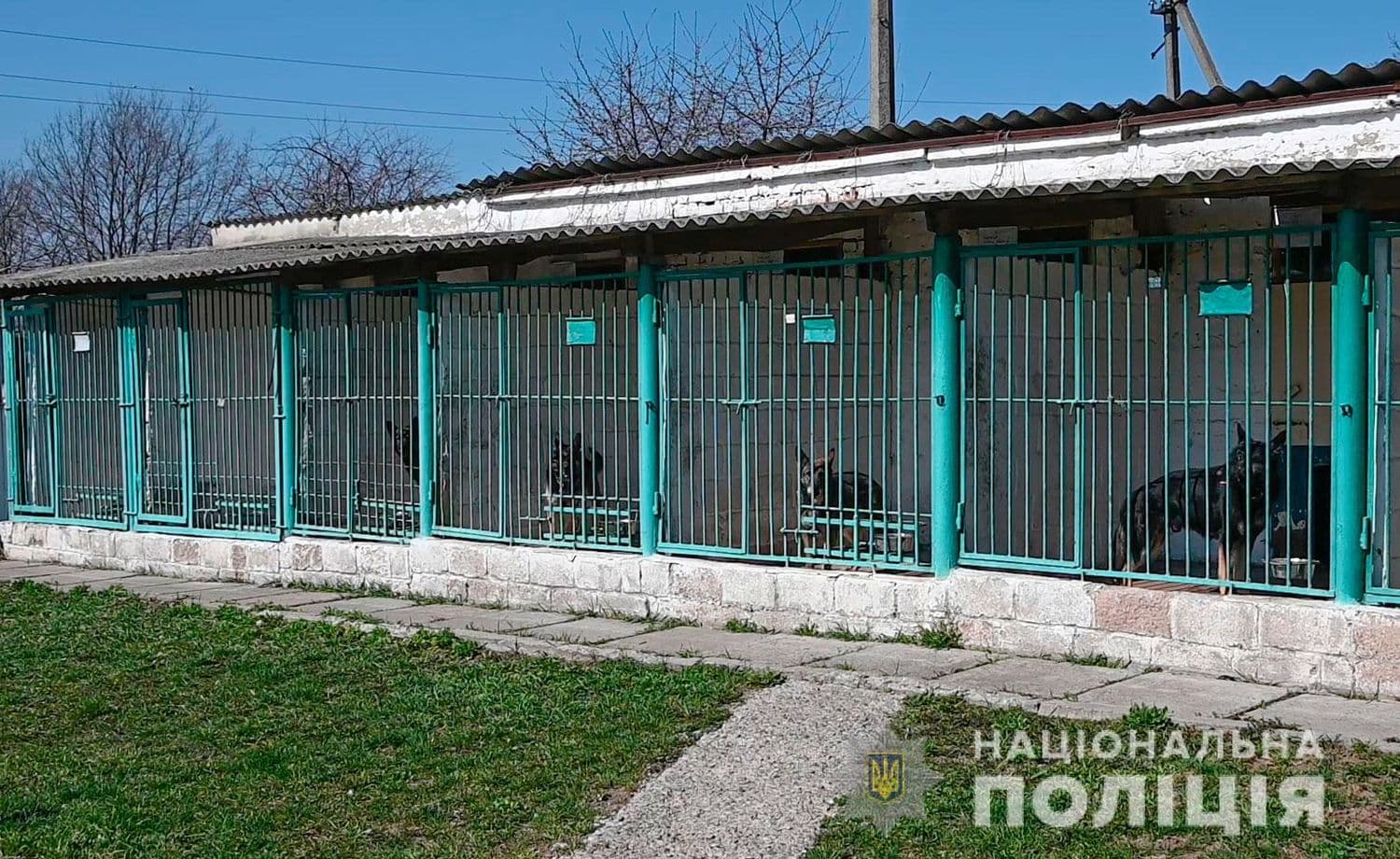 У кінологічному центрі Полтавщини прихистили евакуйованих з Харкова собак