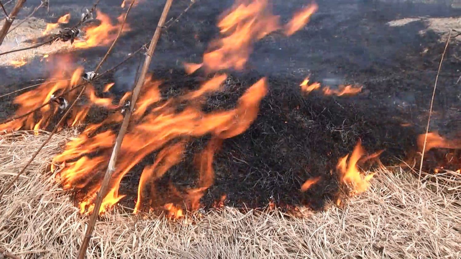 На Полтавщині під час спалювання стерні загинула пенсіонерка