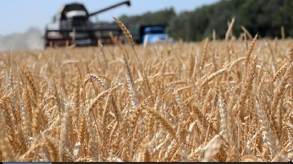 Полтавщина на другому місці в Україні за збором основних і зернових культур