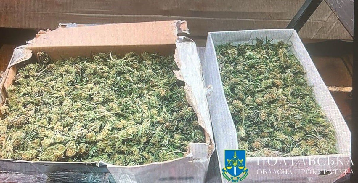 Засудили кременчуківця, який вирощував коноплі «для лікування»