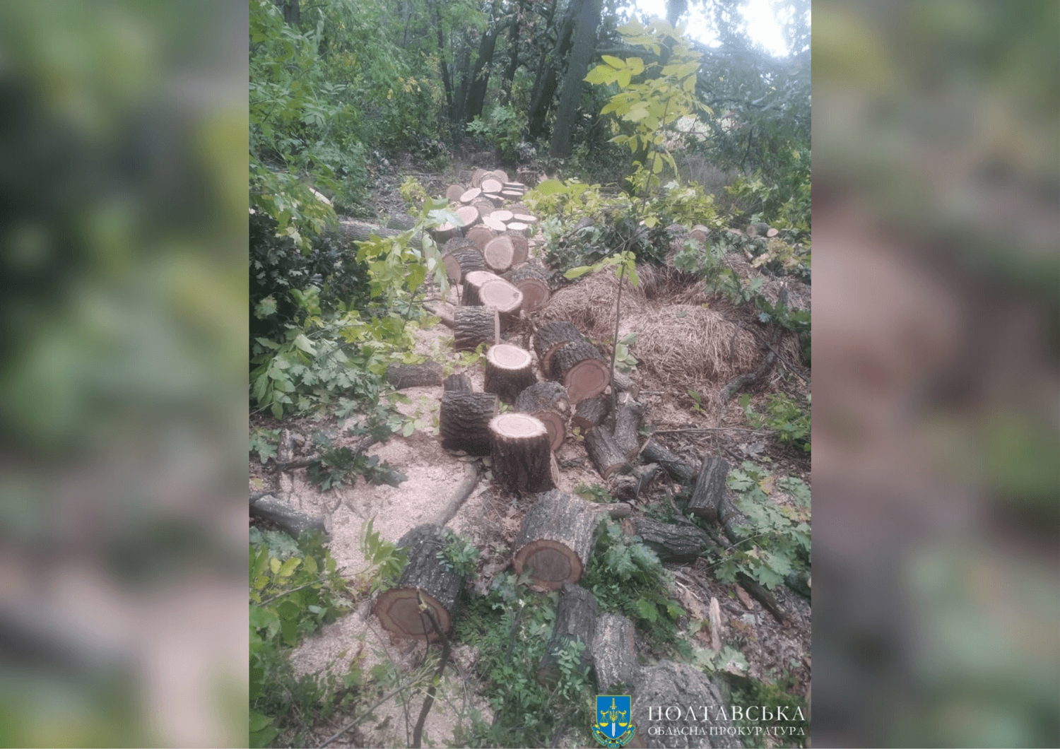 На Полтавщині судитимуть чоловіків, які незаконно вирубали дерев на понад 300 тисяч