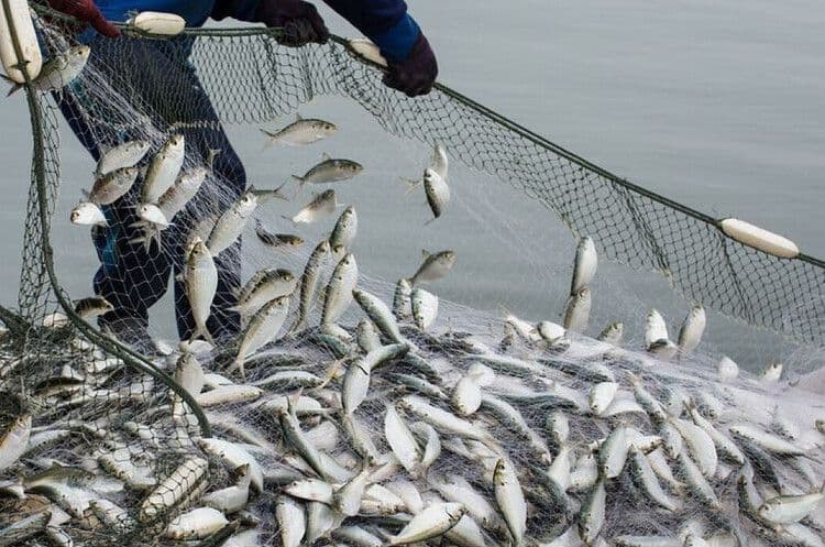 На зариблення річок та водосховищ Полтавщини хочуть витратити 800 тисяч гривень