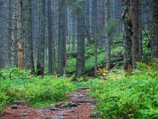 У Клюсівці вперше проведуть військово-тактичні змагання «Лісова гра 2021»