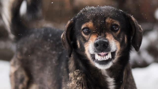 Скажена собака та ув'язнення ґвалтівника — головне за 23 січня
