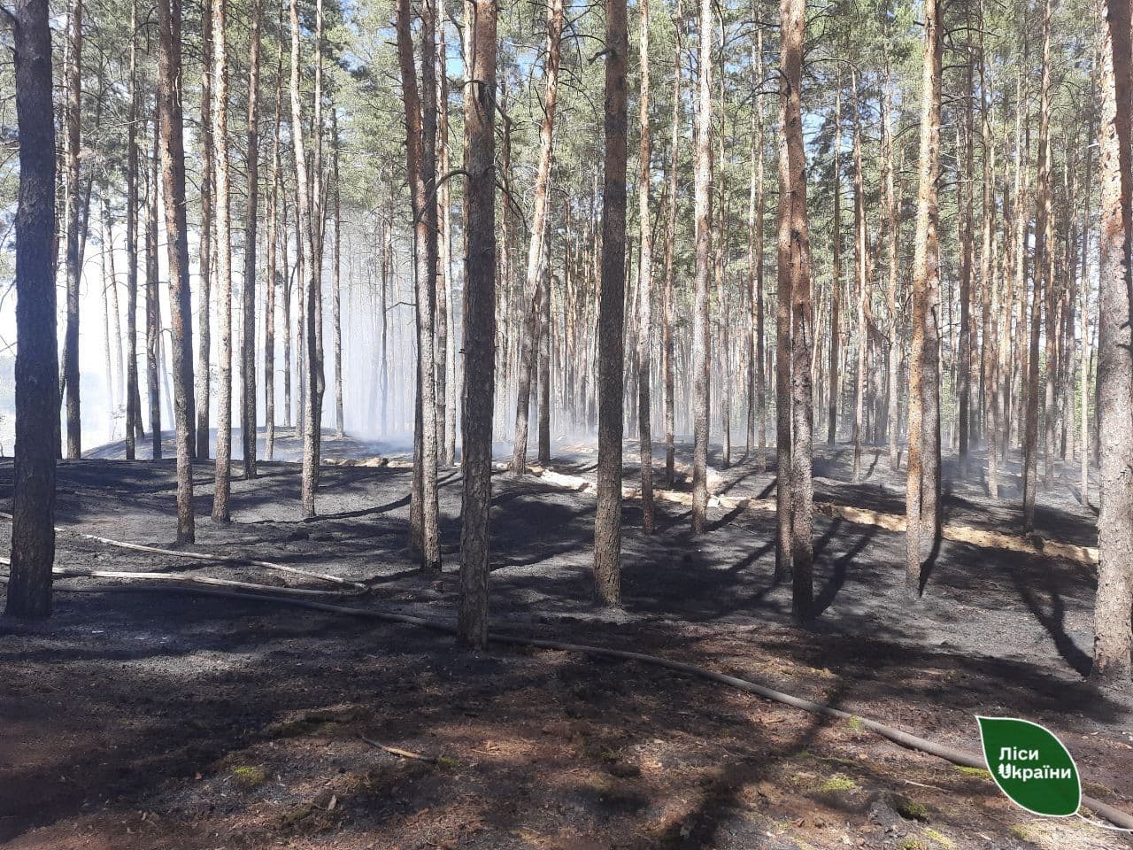 У лісах Полтавщини оголосили найвищий рівень пожежної небезпеки