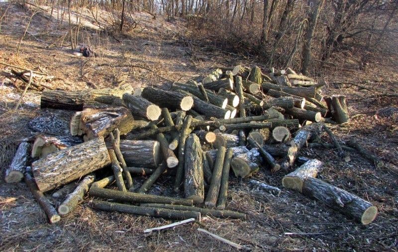 Жителя Лубенщини підозрюють у незаконній порубці дерев на понад 200 тисяч гривень