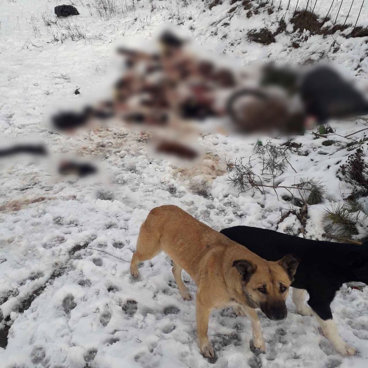 На одному з полтавських кладовищ знайшли десятки собачих шкур. ФОТО (оновлено)
