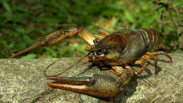 У серпні на Полтавщині розпочнеться заборона на виловлювання раків