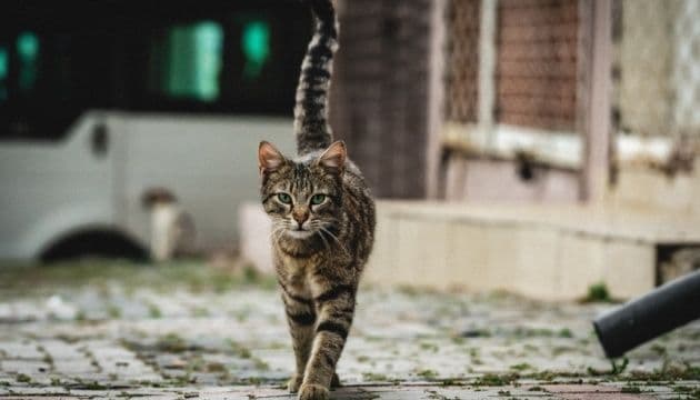 У місті на Полтавщині котів визнали частиною екосистеми