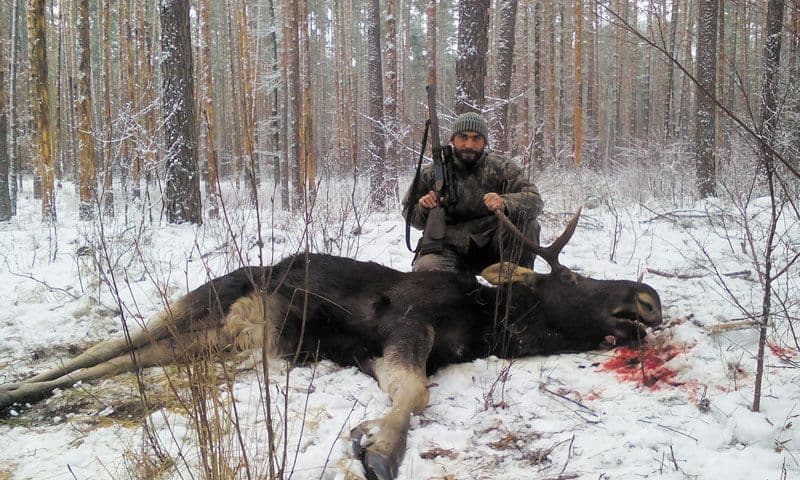 Попри заборону на полювання на Полтавщині лишилось всього 219 лосів
