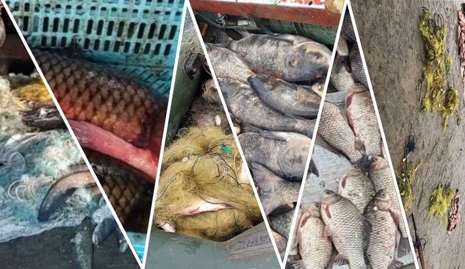 За січень на Полтавщині браконьєри наловили риби на понад 800 тисяч гривень