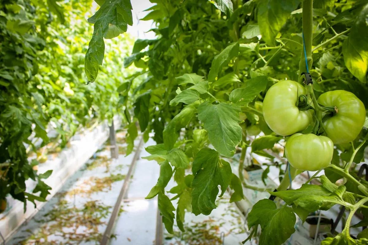 Полтавщина в п'ятірці виробників-експортерів органічної продукції