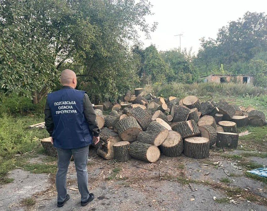 Семеро полтавців викрали чотири сотні дорослих дубів, акацій та кленів