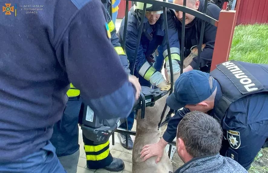 У Кременчуці рятувальники визволили косулю з металевого полону