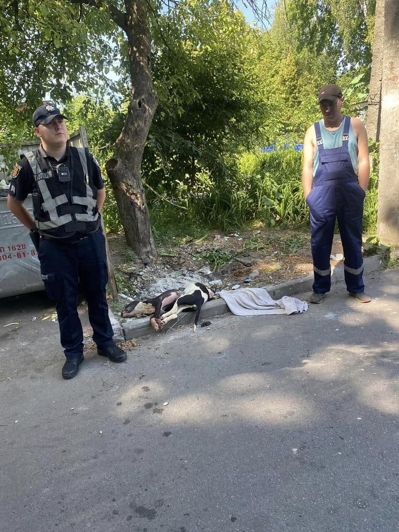 У Полтаві невідомі вбили двох собак