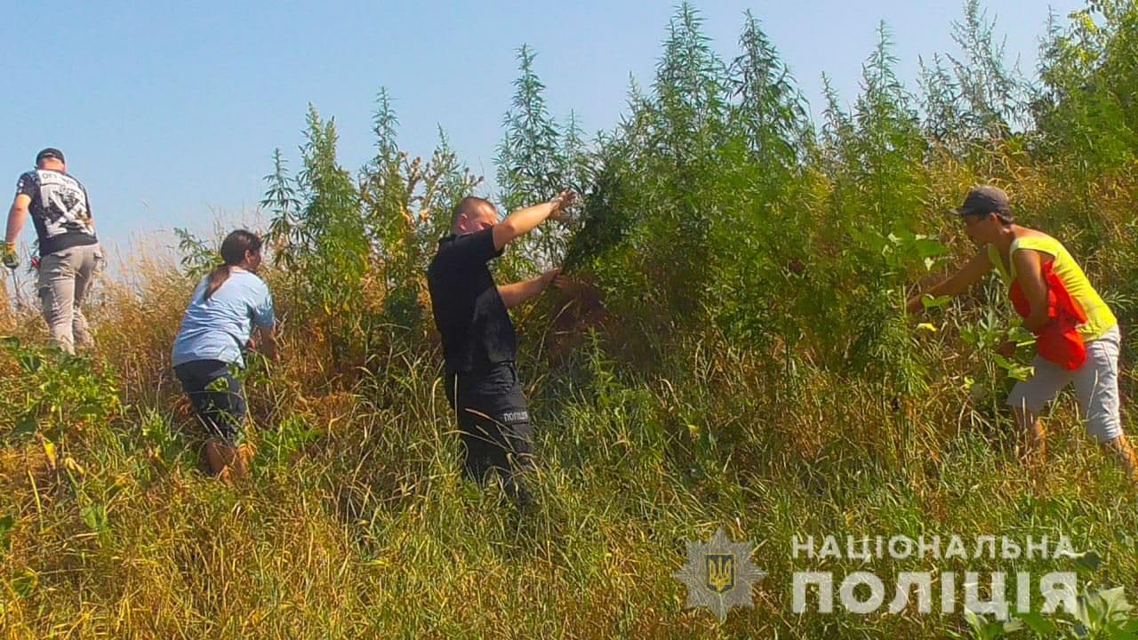 У Полтавському районі поліціянти виявили понад 5 тисяч конопель