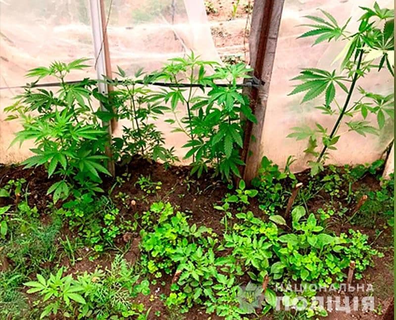 У Полтаві поліція вилучила у чоловіка близько 750 конопель