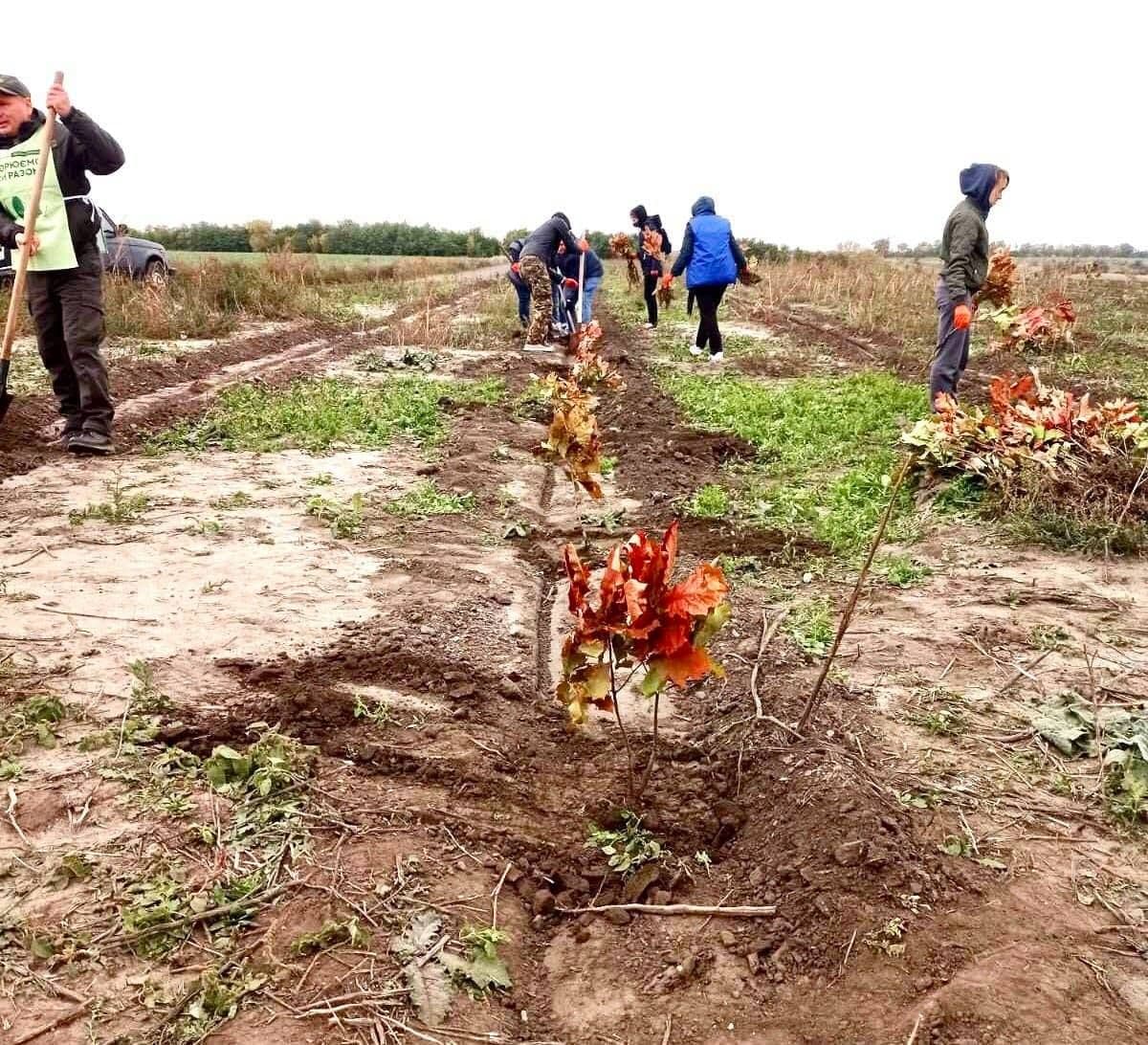 У Кременчуцькому районі висадили майже 20 тисяч нових дерев