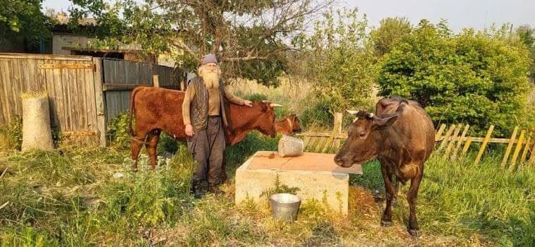 Тікав від війни: дідусь з трьома коровами пішки евакуювався на Полтавщину