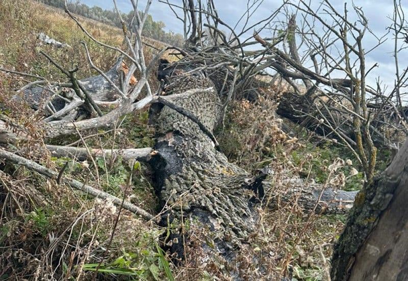 На Лубенщині загинув чоловік, на якого впало дерево