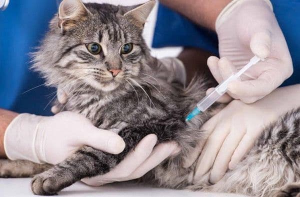 У Полтаві відновлюють безкоштовну вакцинацію тварин від сказу