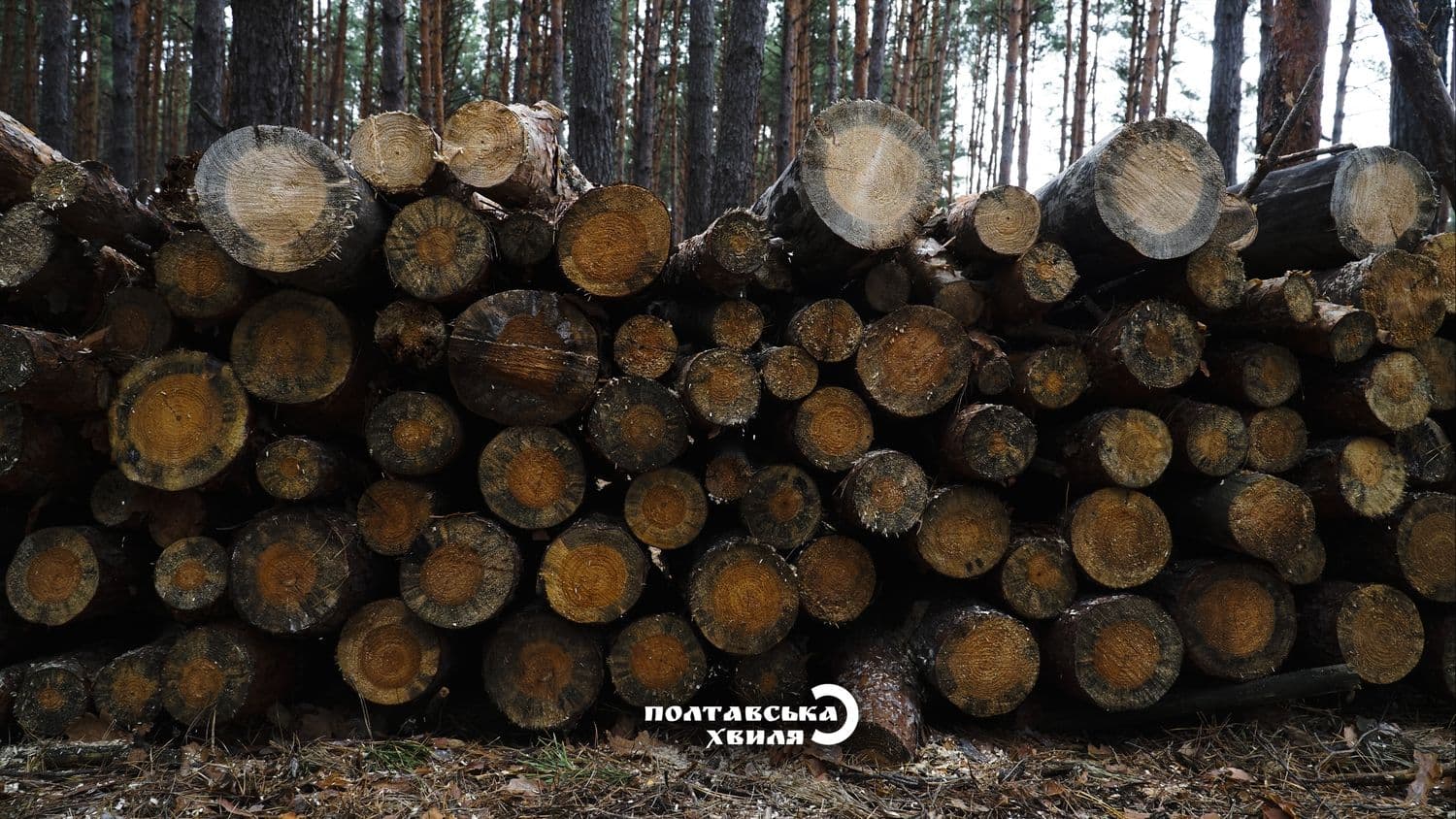 Збір дрів у лісах Полтавщини — за що можуть оштрафувати