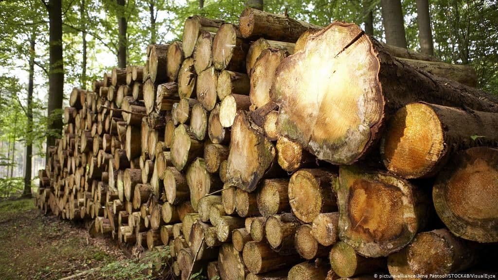 У Полтаві судитимуть працівника лісгоспу, який допустив порубку дерев