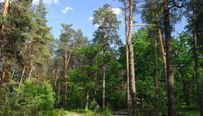 119 вимушених переселенців знайшли прихисток у садибах лісництв Полтавщини
