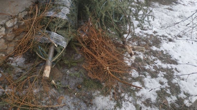 Що робити полтавцям з ялинками після новорічних свят
