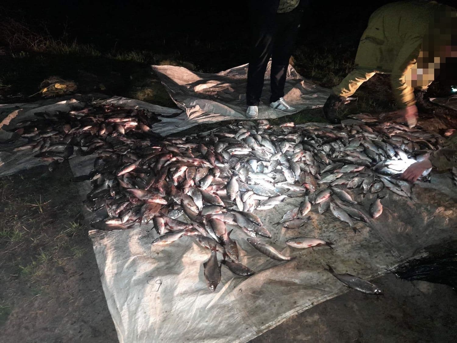 На Полтавщині спіймали браконьєрів, які наловили риби на понад два млн грн