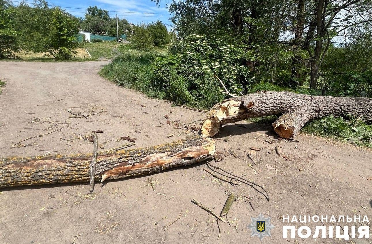 У Полтаві на чоловіка впало дерево