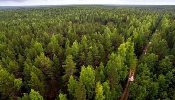 На Полтавщині висадять молодий ліс на 104 гектари