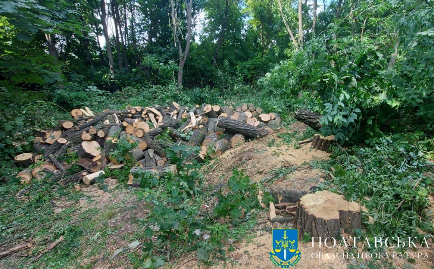 На Полтавщині судитимуть лісоруба, який спиляв дерев на 965 тисяч гривень