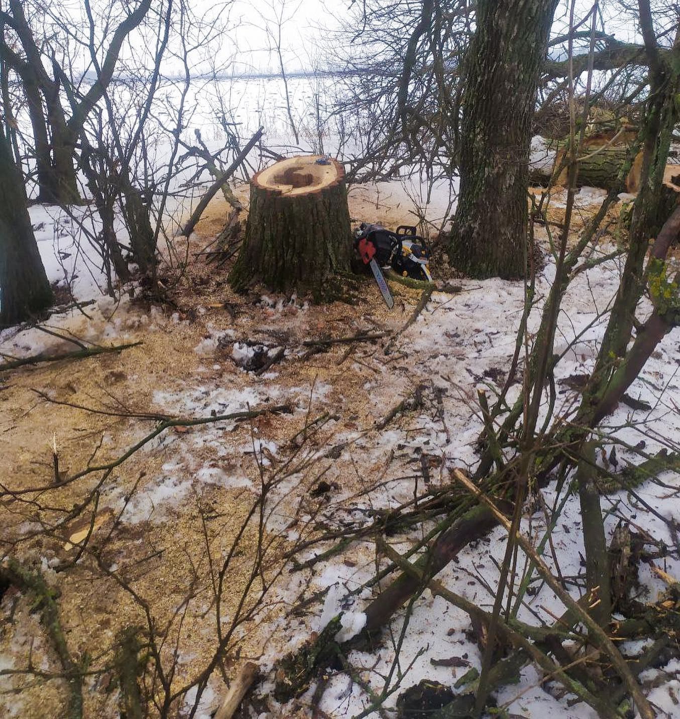 На Полтавщині незаконно зрубали дерева