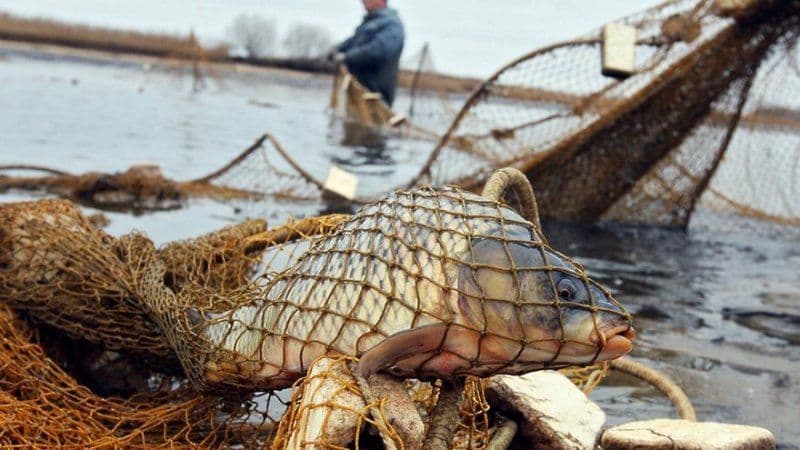 З 1 квітня на водоймах Полтавщини заборонено ловити рибу