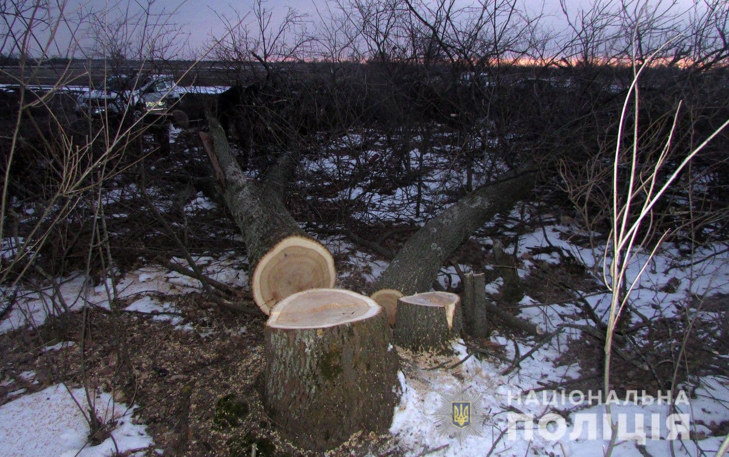 На Полтавщині судитимуть чоловіка, який незаконно зрубав дерева