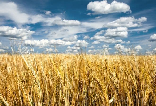 Чи можуть втратити землю орендарі після відкриття ринку?