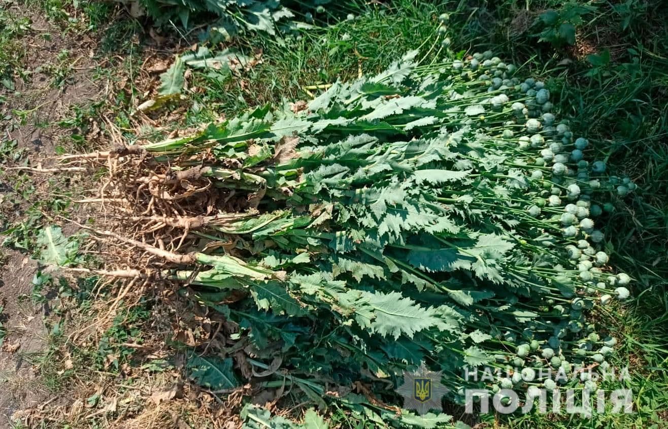 На Полтавщині вирощували опійні маки та коноплі