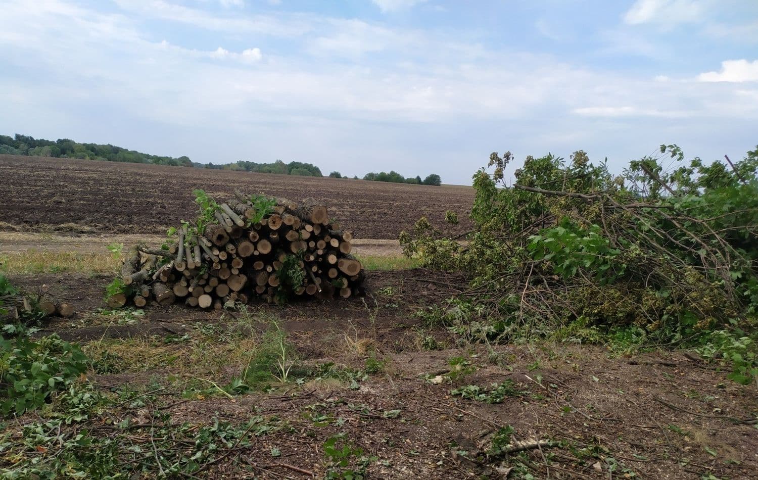 На Полтавщині судитимуть чоловіка, який незаконно вирубав дерев на чотири млн грн
