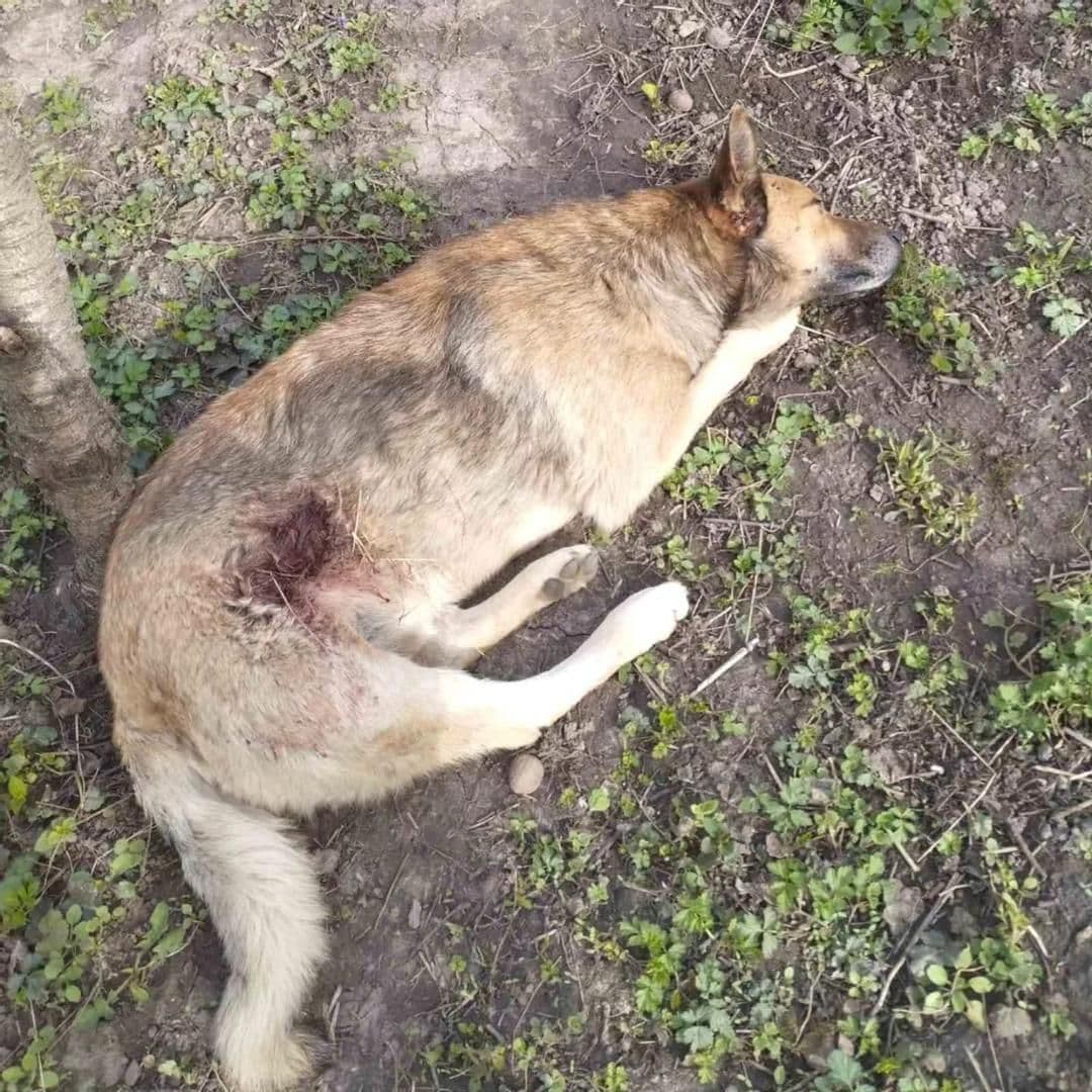 На Полтавщині невідомий стріляв у собаку