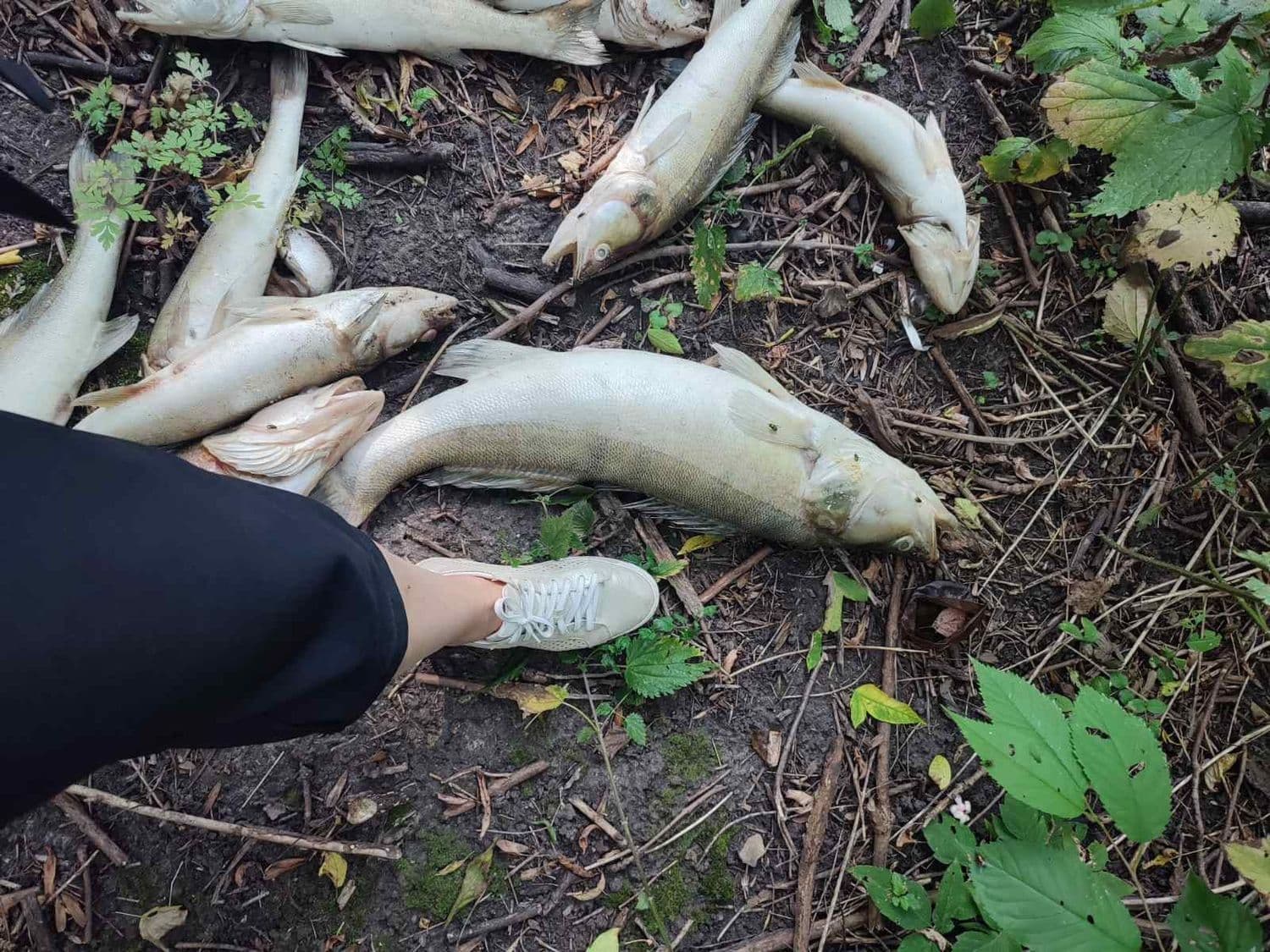 Через мор риби на водосховищі Полтавщини заборонили рибалити
