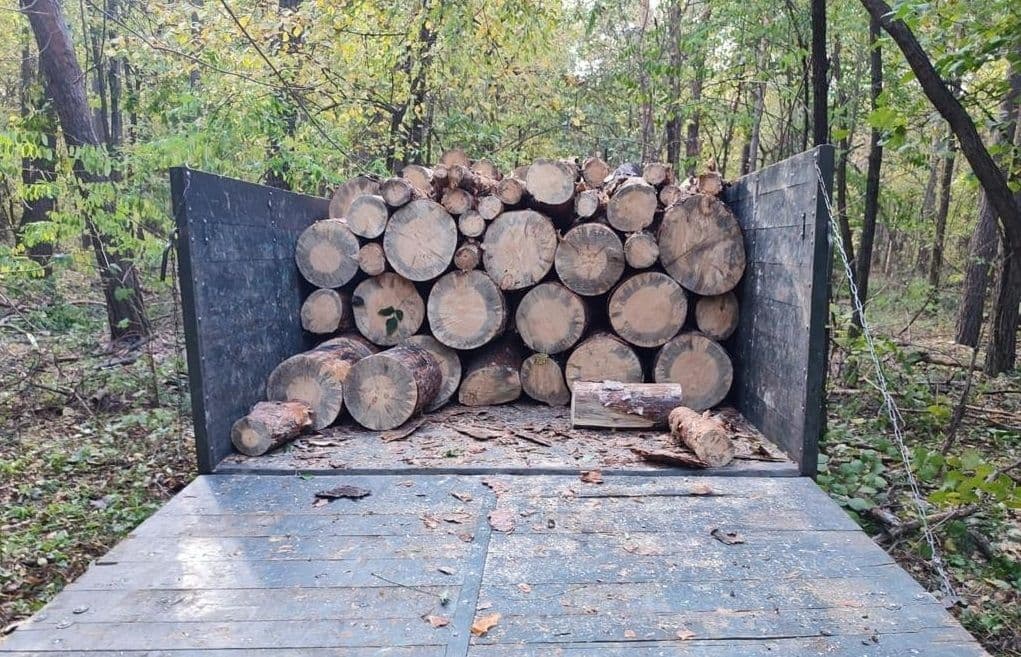 У Полтавському районі незаконно вирубали сосни